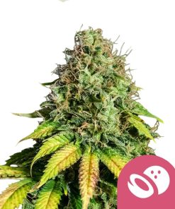 Semillas de marihuana feminizadas Somango XL de Royal Queen Seeds (pack de 3 semillas)